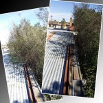 Not the best photos, but there is over an hours solid pruning between these shots.